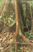 20-root-Arbre