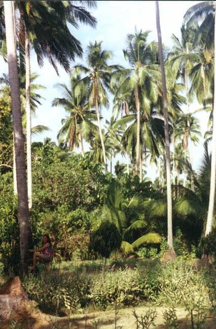 11-Quezon